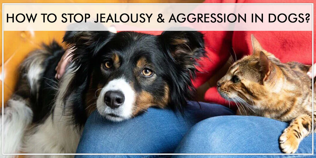 How To Stop Jealousy & Aggression In Dogs