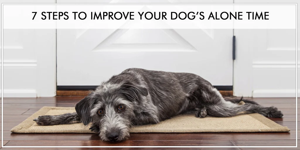 7 Steps to Improve Your Dog's Alone Time