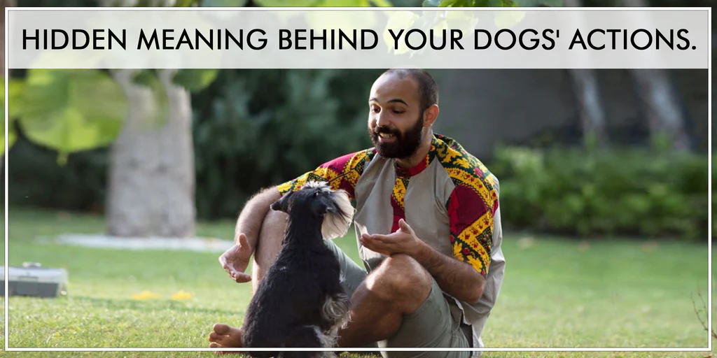Hidden Meaning Behind Your Dogs' Actions